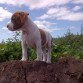 bob en el campo